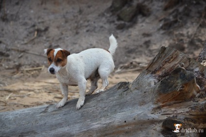 Kedvenc kutyás jack russell terrier - aktív és energikus kutya, drtclub