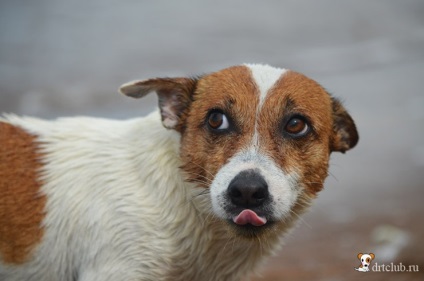 Câinele meu preferat jack russell terrier - câine activ și energic, drtclub