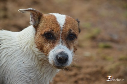 Kedvenc kutyás jack russell terrier - aktív és energikus kutya, drtclub