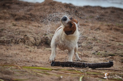 Câinele meu preferat jack russell terrier - câine activ și energic, drtclub