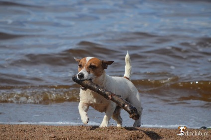 Kedvenc kutyás jack russell terrier - aktív és energikus kutya, drtclub