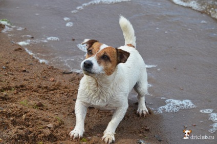 Kedvenc kutyás jack russell terrier - aktív és energikus kutya, drtclub