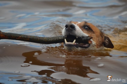 Kedvenc kutyás jack russell terrier - aktív és energikus kutya, drtclub