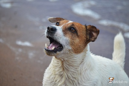 Kedvenc kutyás jack russell terrier - aktív és energikus kutya, drtclub