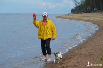 Kedvenc kutyás jack russell terrier - aktív és energikus kutya, drtclub