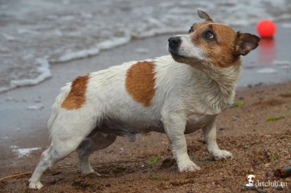 Kedvenc kutyás jack russell terrier - aktív és energikus kutya, drtclub