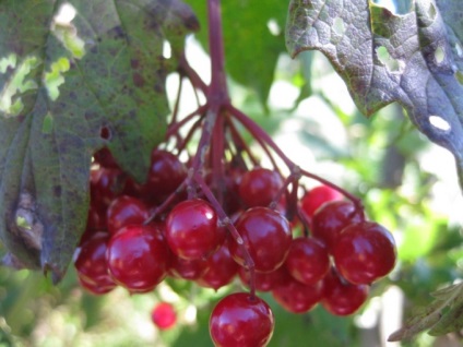 Pot să plantez un viburnum lângă pomi fructiferi