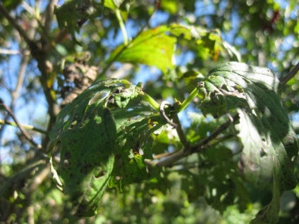 Pot să plantez un viburnum lângă pomi fructiferi