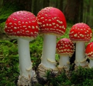 Amanita muscaria