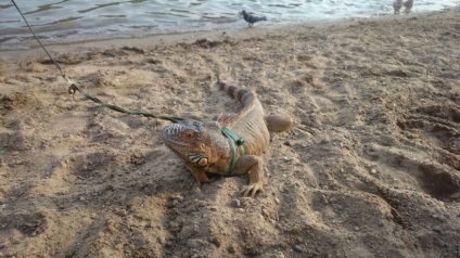 Pe plaja din Orenburg, turiștii înotau cu un iguana imens