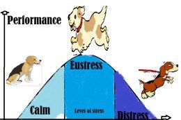 Câinii sunt afectați de două tipuri de stres, câini răi