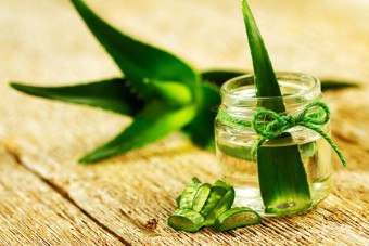 Aloe-i tinktúra mézzel alkoholos receptekkel, alkalmazással