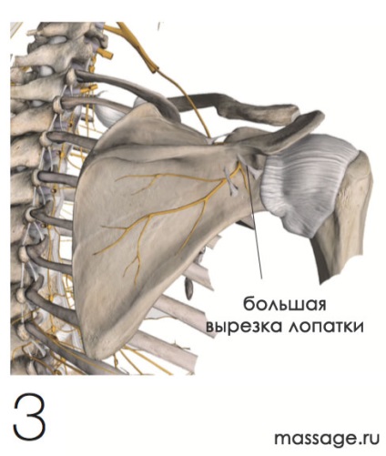 Nervul nervului suprascapular (partea i)