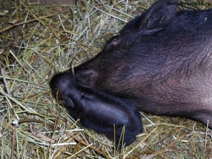 Muncă normală într-un porc de porci vietnamezi