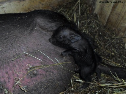 Muncă normală în mănușa de porc din Vietnam