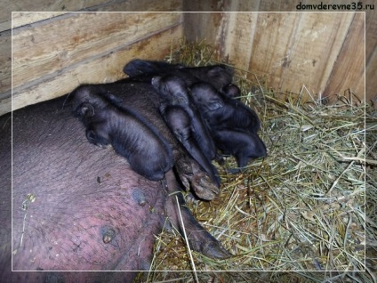 Muncă normală într-un porc de porci vietnamezi