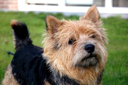 Foto Norwich Terrier, istoria Norwich Terrier a aspectului rasei de caini cu aspect de culoarea stratului de crestere