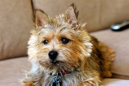 Foto Norwich Terrier, istoria Norwich Terrier a aspectului rasei de caini cu aspect de culoarea stratului de crestere