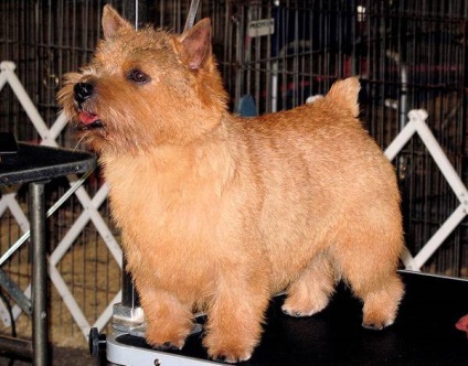 Foto Norwich Terrier, istoria Norwich Terrier a aspectului rasei de caini cu aspect de culoarea stratului de crestere