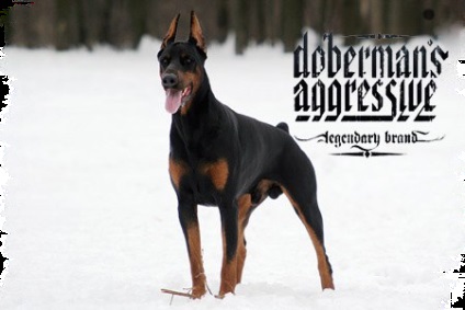 Îmbrăcăminte dobermans agresiv - original și recunoscut la nivel mondial de brand pentru tineret