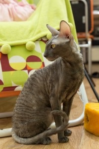 Despre rasa Cornish Rex, kennel curly pisici bayrex