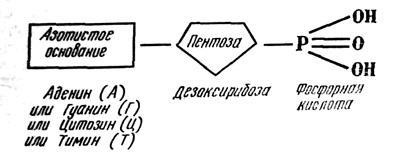 Substanțe organice carbohidrați, proteine, acizi nucleici, ATF, lipide, structura lor elementară,