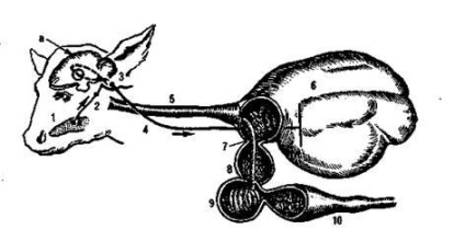 Caracteristicile digestiei la vițeli în perioada de lactație și în perioada de tranziție - fiziologia digestiei în stomac