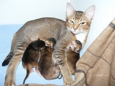 Atenție - casă falsă, de pisici abisinian - petrovna