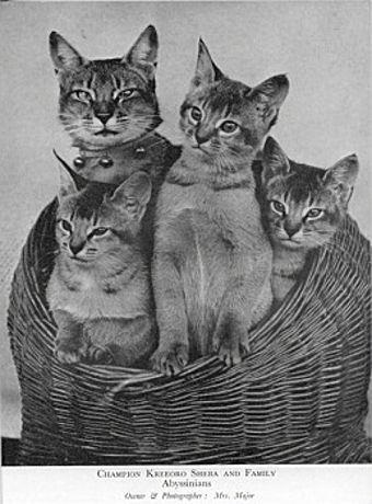 Atenție - casă falsă, de pisici abisinian - petrovna