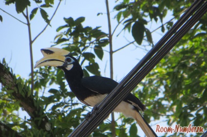 Hoteluri în Pangkor