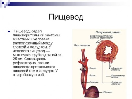 Arderea tractului digestiv - cauze ale arsurilor la nivelul esofagului și ceea ce ar trebui să știe toată lumea