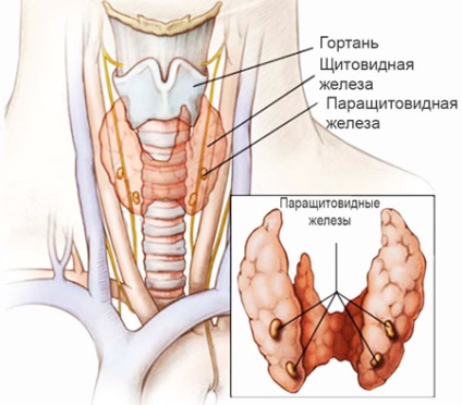 Structura și funcția paratiroidului