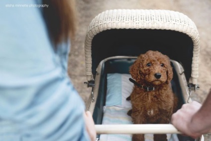 Cuplul a organizat o sesiune foto cu câinele lor ca un copil, astfel încât oamenii ar înceta să-i mai întrebe