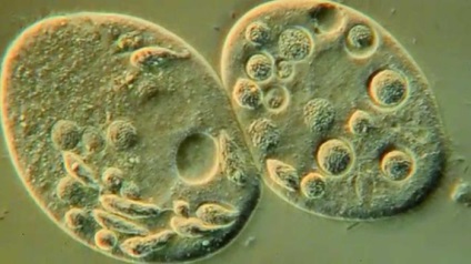 Protozoa parazitară