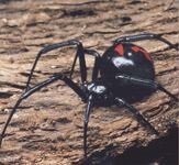 A pók egy fekete özvegy vagy karakurt