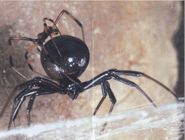 Spiderul este văduvă neagră sau caracurt