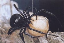 A pók egy fekete özvegy vagy karakurt