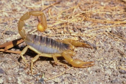 Spider, scorpion, cobra, care este o sursă puternică de bună dispoziție