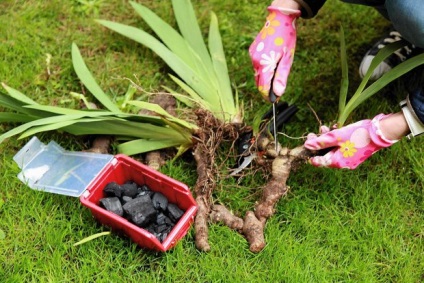 Transplantarea iriilor în toamnă