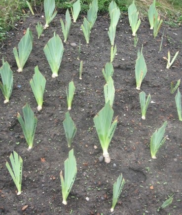 Transplantarea iriilor în toamnă