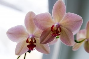 Transplantul de orhidee phalaenopsis - instruire pas cu pas, lumea cultivatorului de flori