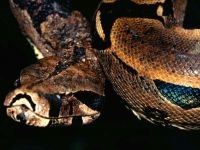 De ce șerpii nu au picioare de ce șerpii nu au picioare de membre