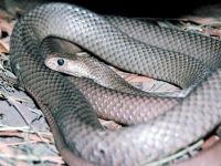 De ce șerpii nu au picioare de ce șerpii nu au picioare de membre