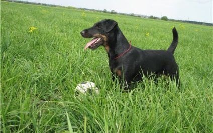 Terrier készítése normál vadászkutyának