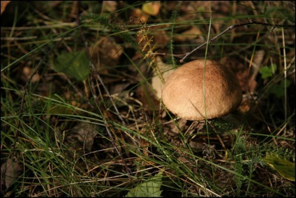 Excursie la lac în satul Balyevo