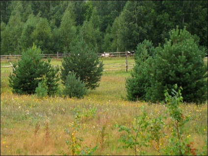 Excursie la lac în satul Balyevo