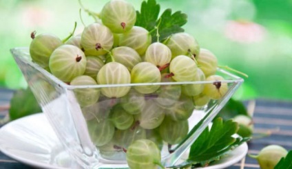 Полезните свойства на цариградско грозде и увреждане на ползите за здравето от плодове, използване на листа, рецепти, които