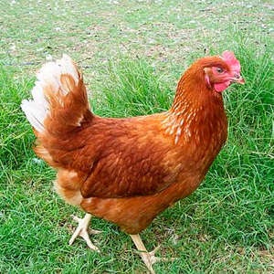 A csirkék és a kocsányok fajtája törött barna karakter, leírás és tartalom