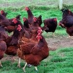 A csirkék és a kocsányok fajtája törött barna karakter, leírás és tartalom