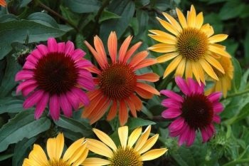 Echinacea de plantare și de îngrijire în aer liber